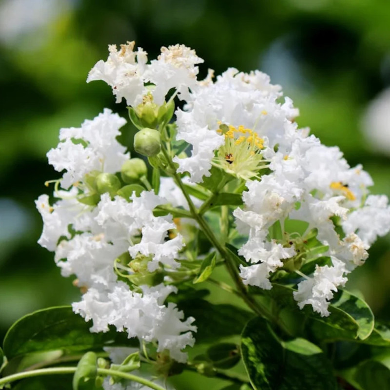 Lilas des Indes Natchez, Lagerstroemia