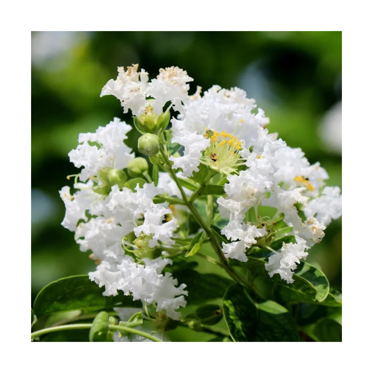 Lilas des Indes Natchez, Lagerstroemia