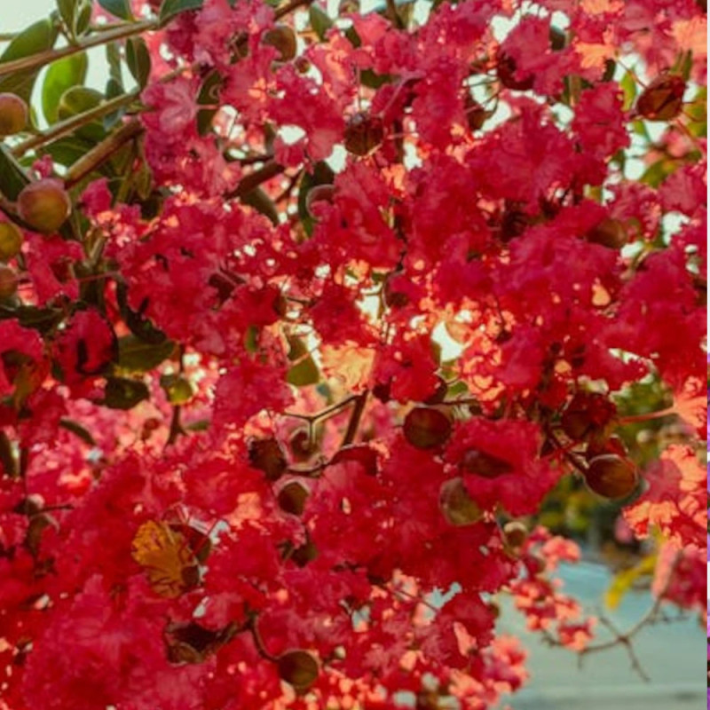 Lilas des Indes Périgord Pourpre, Lagerstroemia