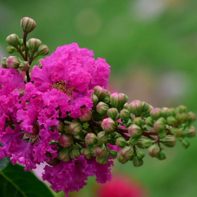 Lilas des Indes Petit´ Canaille® Rose, Lagerstroemia