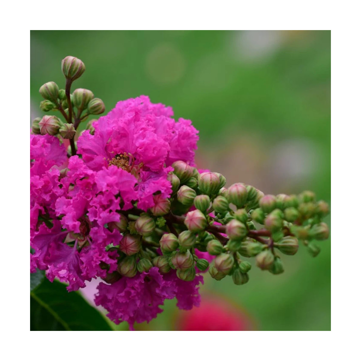 Lilas des Indes Petit´ Canaille® Rose, Lagerstroemia