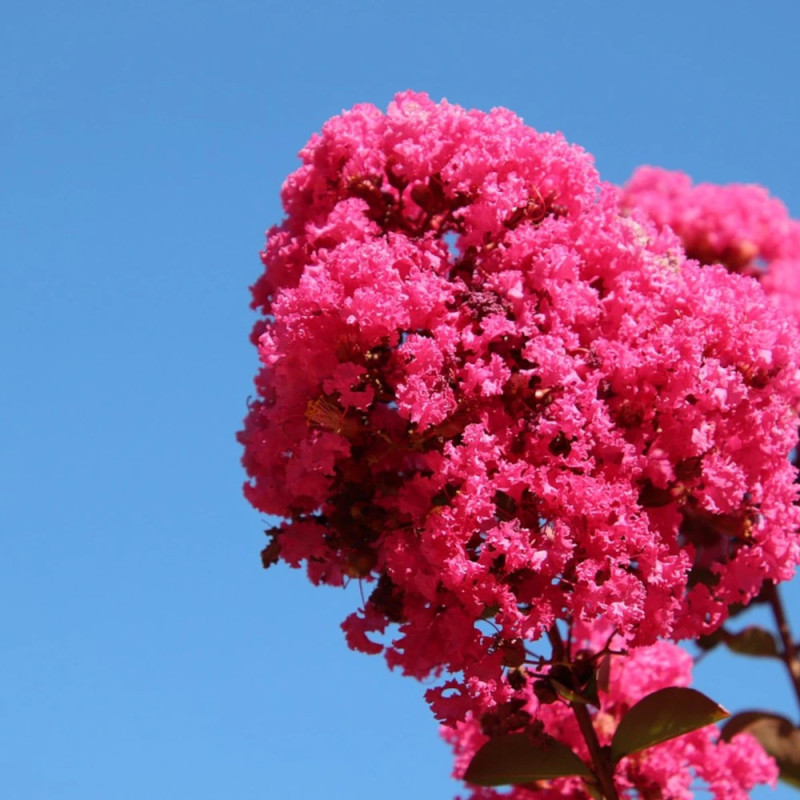 Lilas des Indes Pink Velour, Lagerstroemia