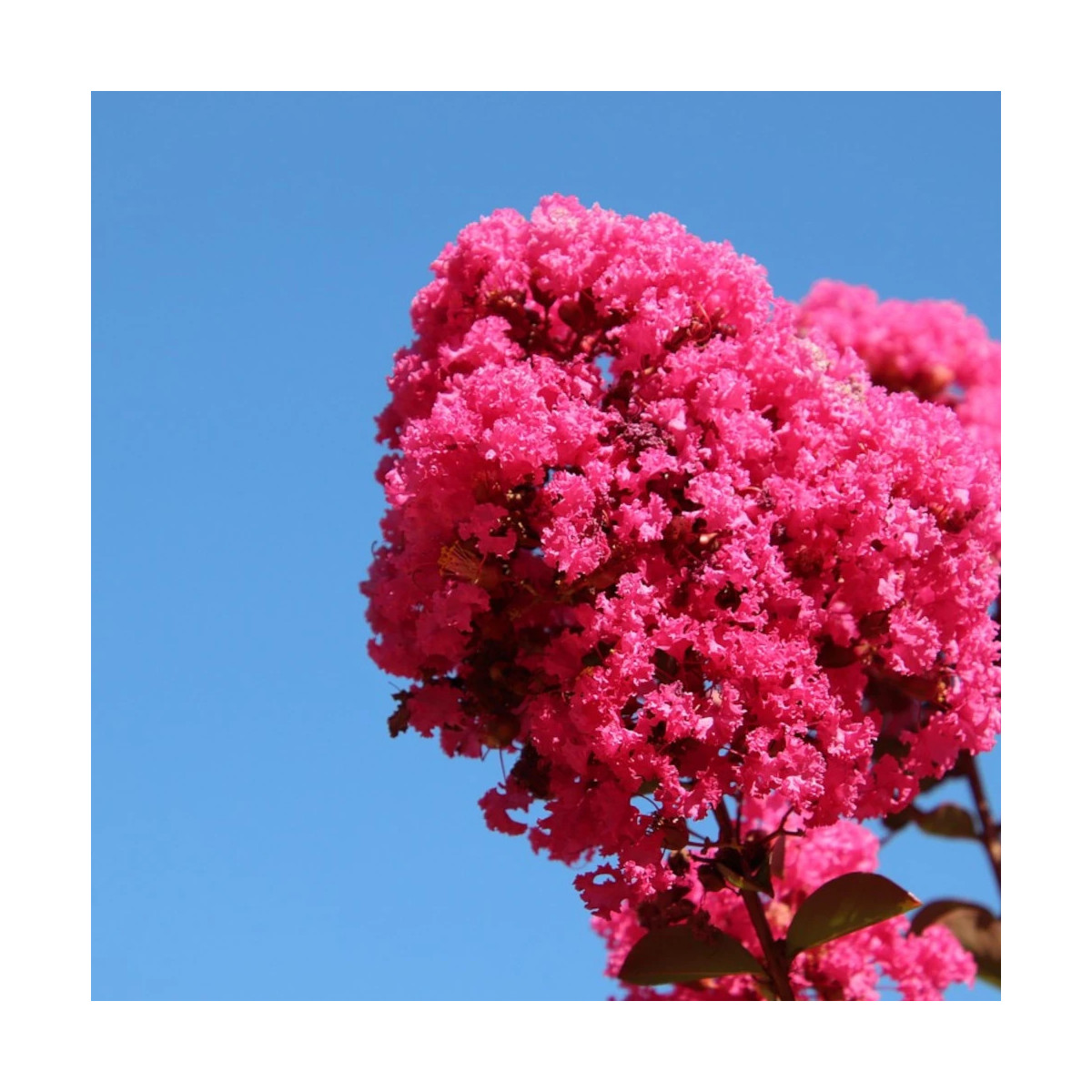 Lilas des Indes Pink Velour, Lagerstroemia