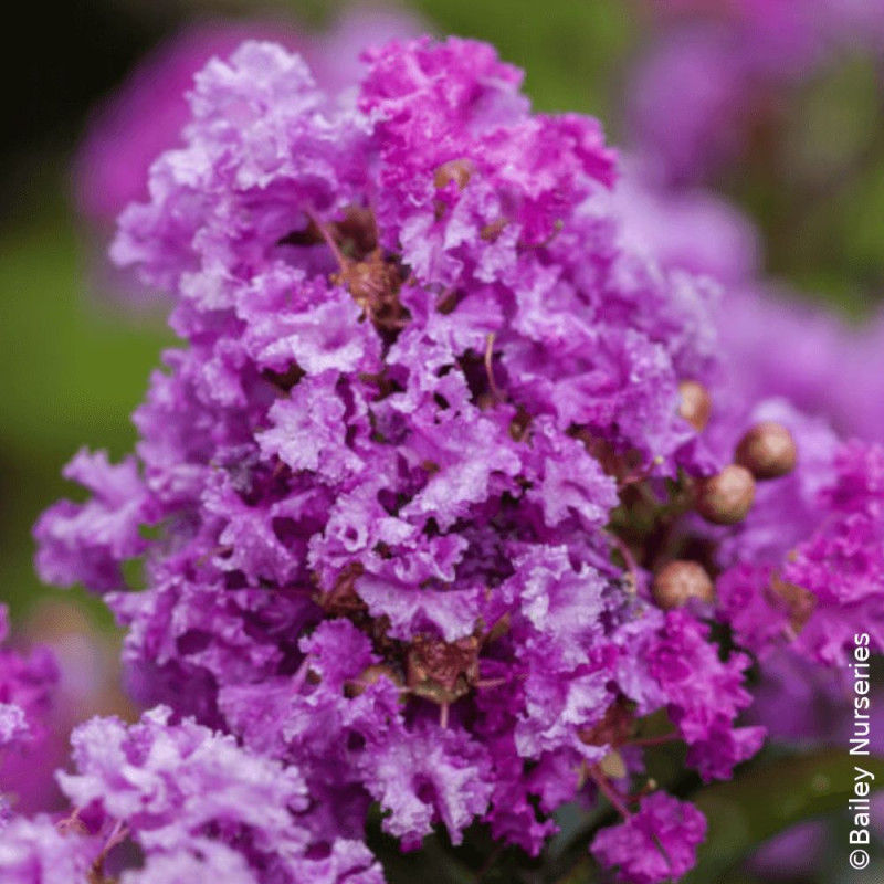 Lilas des indes Purple Magic®, Lagerstroemia