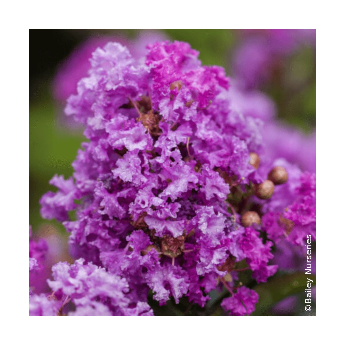 Lilas des indes Purple Magic®, Lagerstroemia