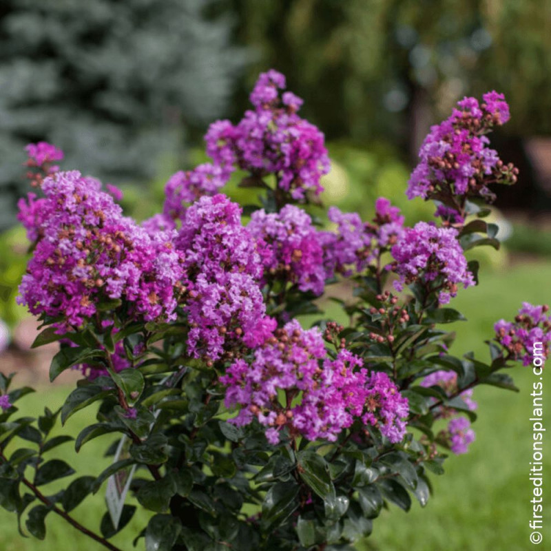 Lilas des indes Purple Magic®, Lagerstroemia