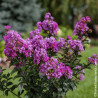 Lilas des indes Purple Magic®, Lagerstroemia
