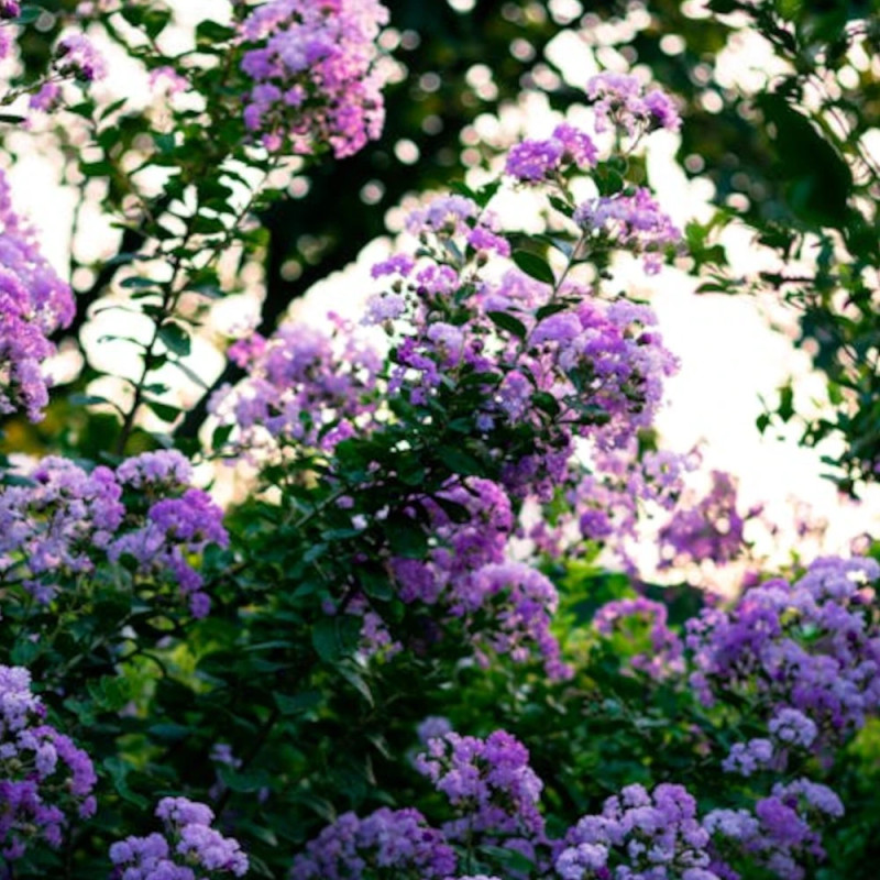 Lilas des Indes Rhapsody in Blue, Lagerstroemia