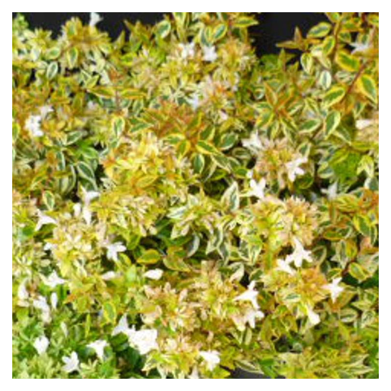 Abelia Sunshine Daydream®, Abélia à grandes fleurs