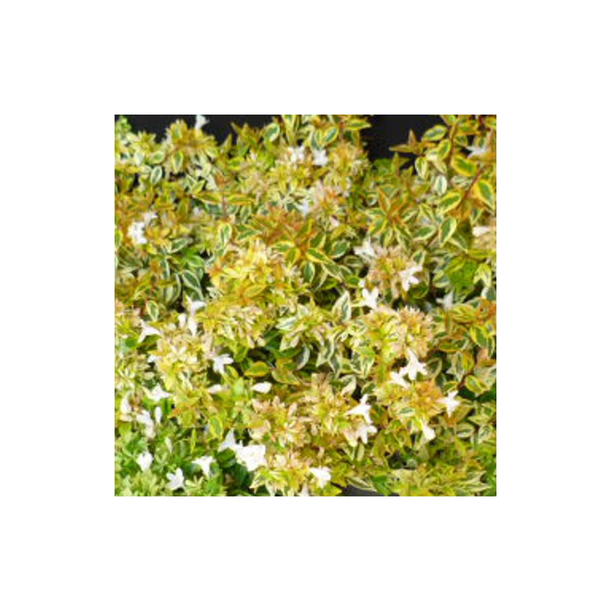 Abélia à grandes fleurs Sunshine Daydream en pot - Plantes Avenue