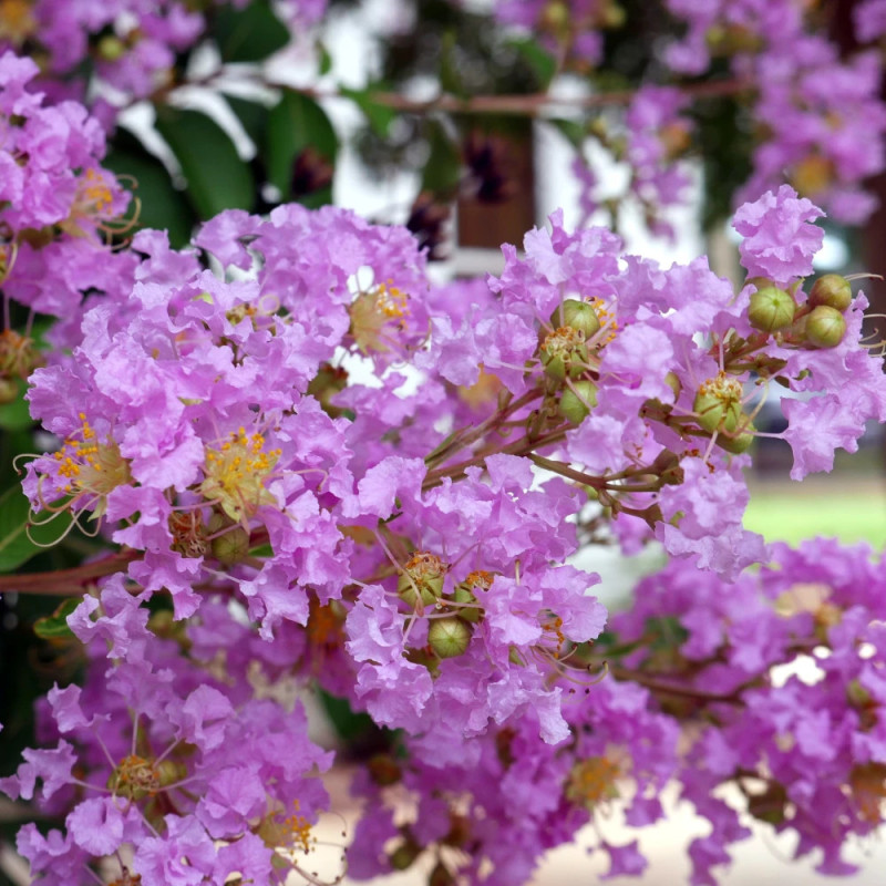 Lilas des Indes With Love® Eternal 'Milavio', Lagerstroemia