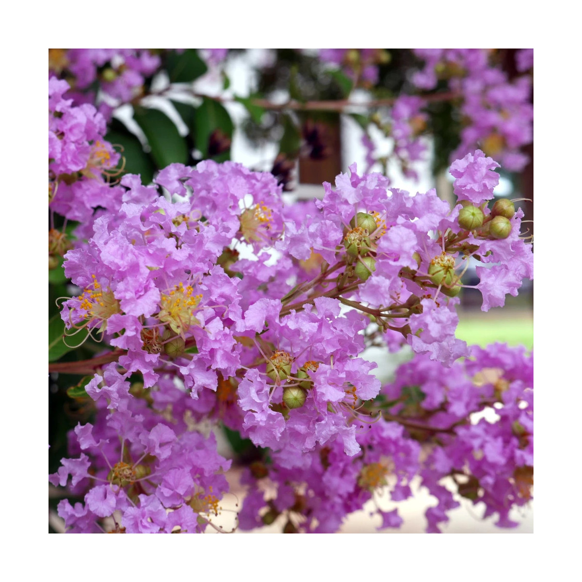 Lilas des Indes With Love® Eternal 'Milavio', Lagerstroemia