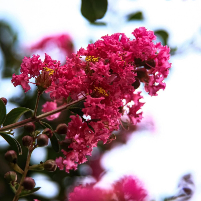 Lilas des Indes With Love® Kiss 'Milarosso', Lagerstroemia
