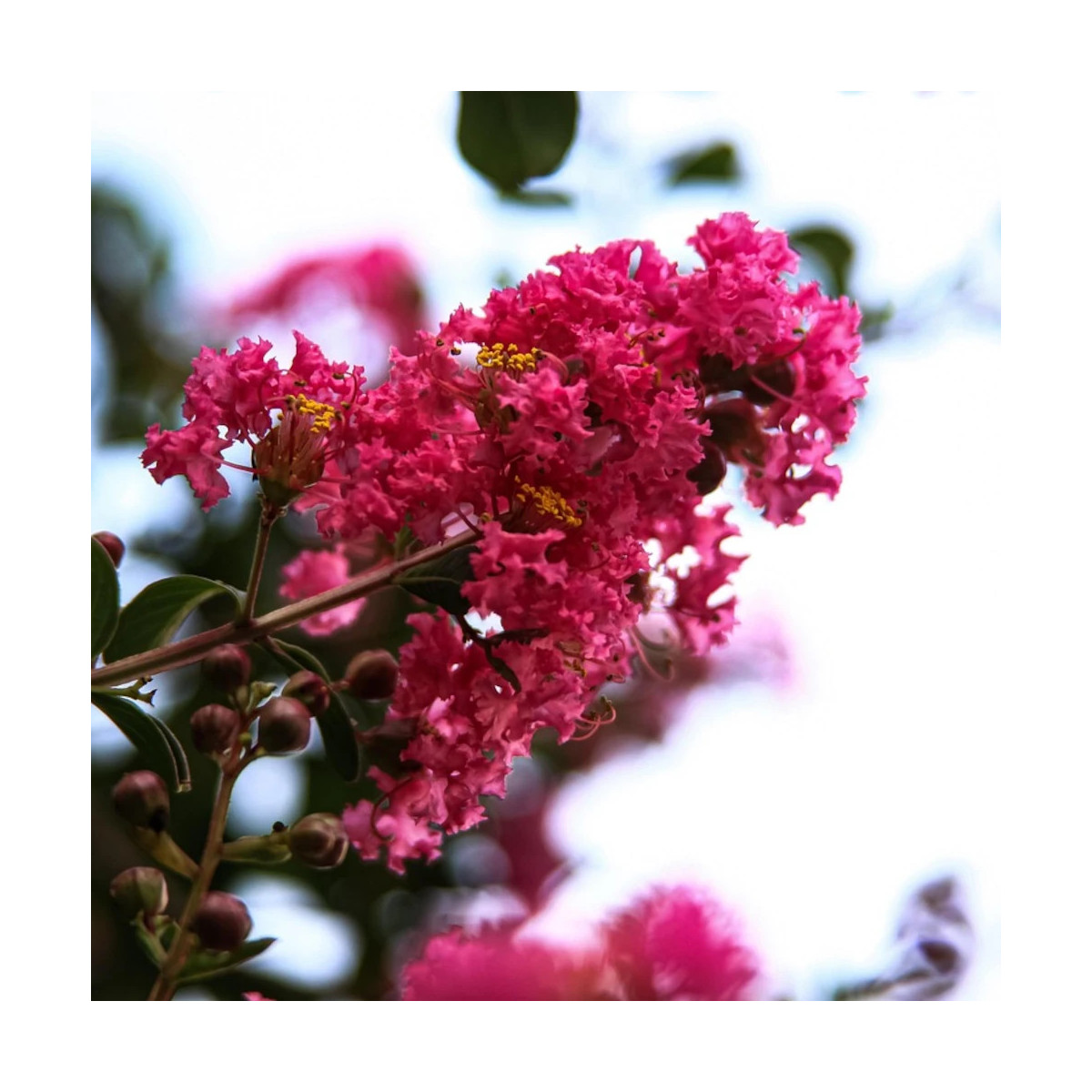 Lilas des Indes With Love® Kiss 'Milarosso', Lagerstroemia Lilas des Indes With Love® Kiss 'Milarosso', Lagerstroemia