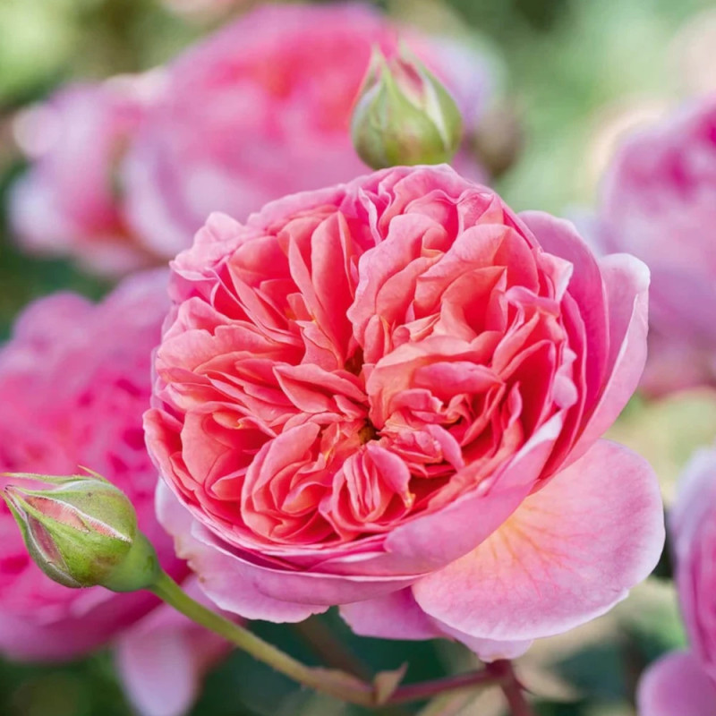 Rosier ancien Boscobel® 'Auscousin'