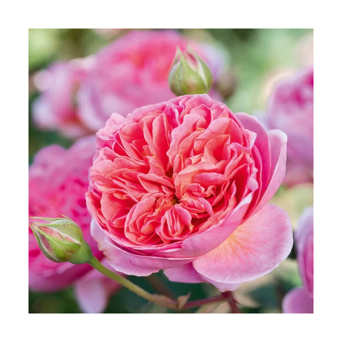 Rosier ancien Boscobel® 'Auscousin'