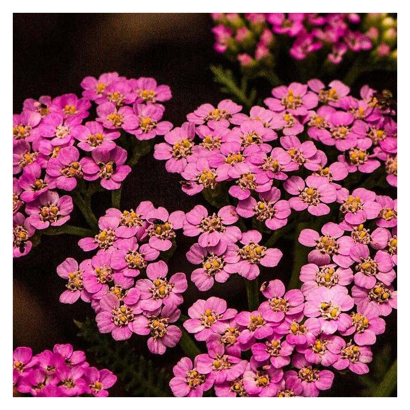 Achillée millefeuille Desert Eve™ Deep Rose