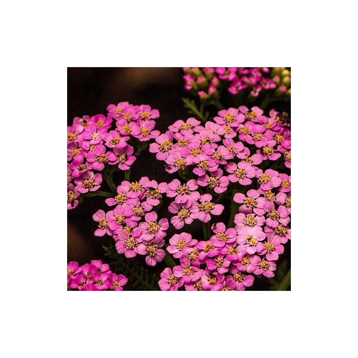 Achillée millefeuille Desert Eve™ Deep Rose