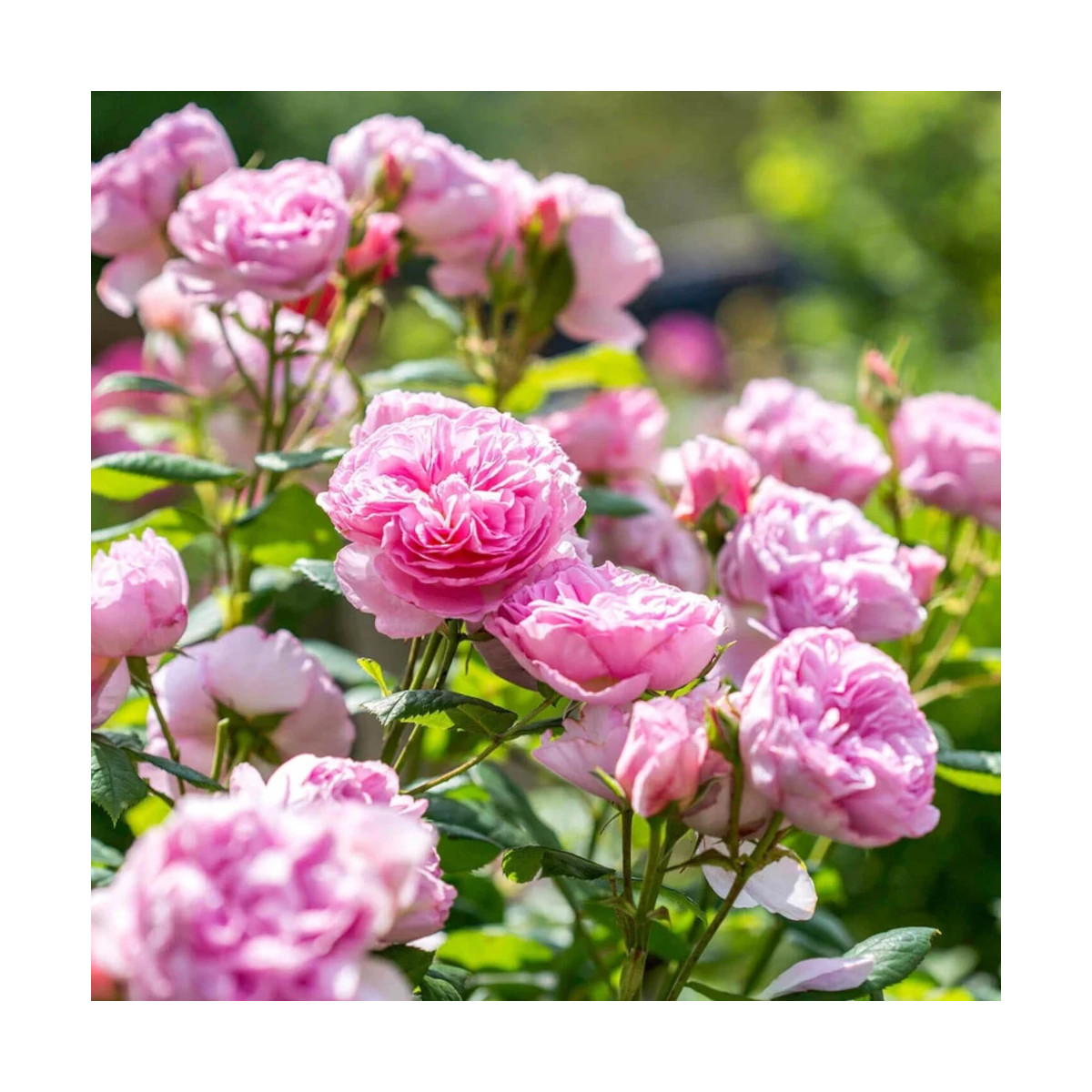 Rosier ancien The Ancient Mariner® 'Aussoutcry'