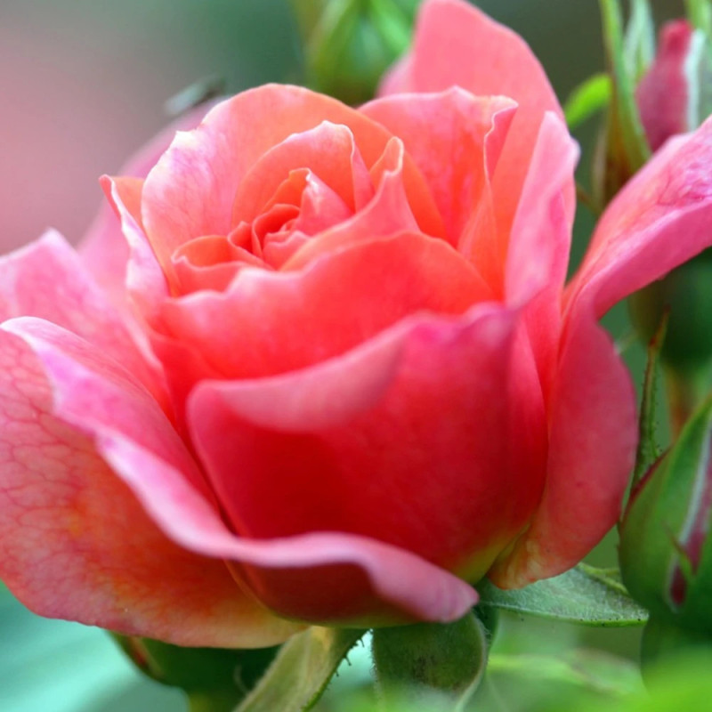 Rosier à grandes fleurs Bijou Corail® 'Delsaumparf'