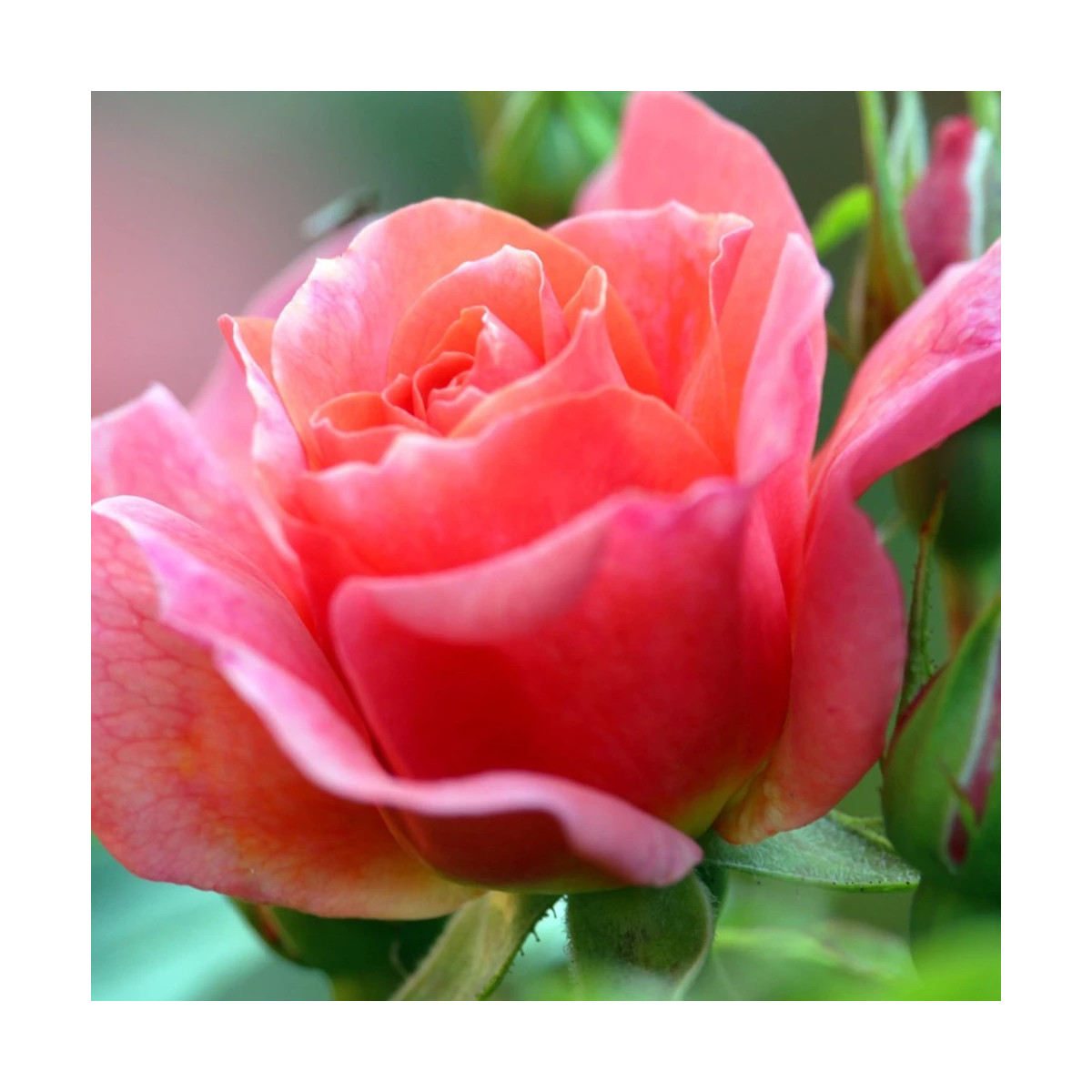 Rosier arbustif Bijou Corail® 'Delsaumparf'