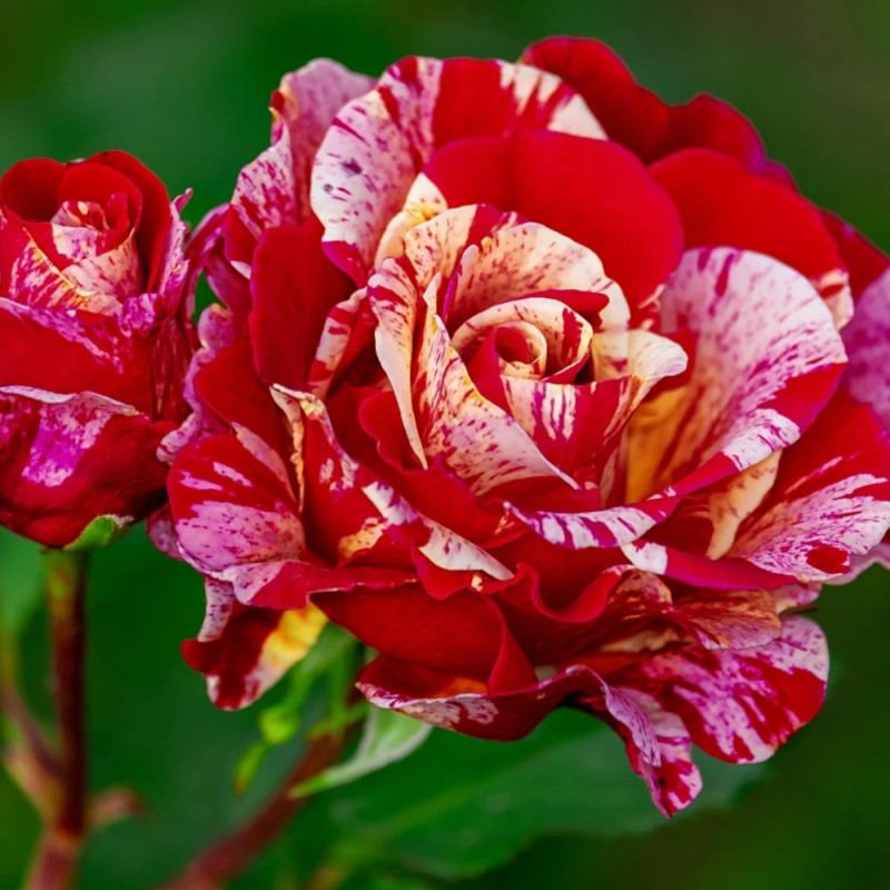 Rosier à grandes fleurs Brocéliande® 'adaterhuit'