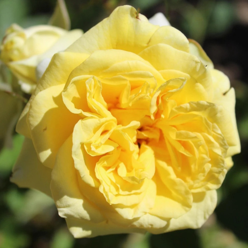Rosier à fleurs groupées Château de Cheverny® 'Deljaupar'