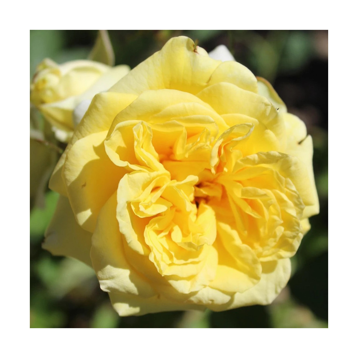 Rosier arbustif Château de Cheverny® 'deljaupar'