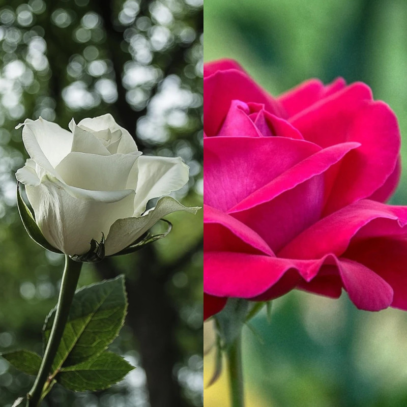 Rosier arbustif Duo Acapela® & Annapurna®