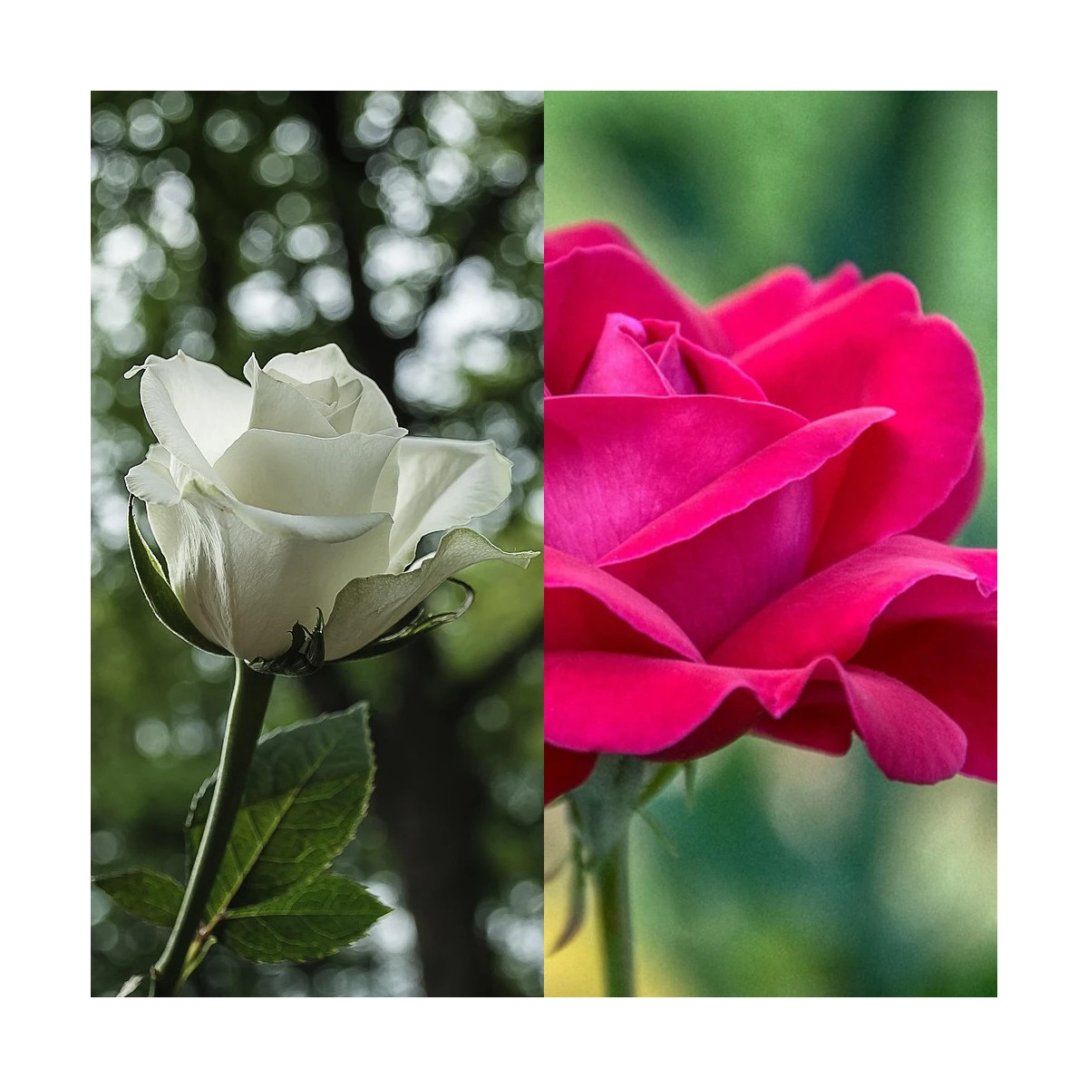 Rosier arbustif Duo Acapela® & Annapurna®