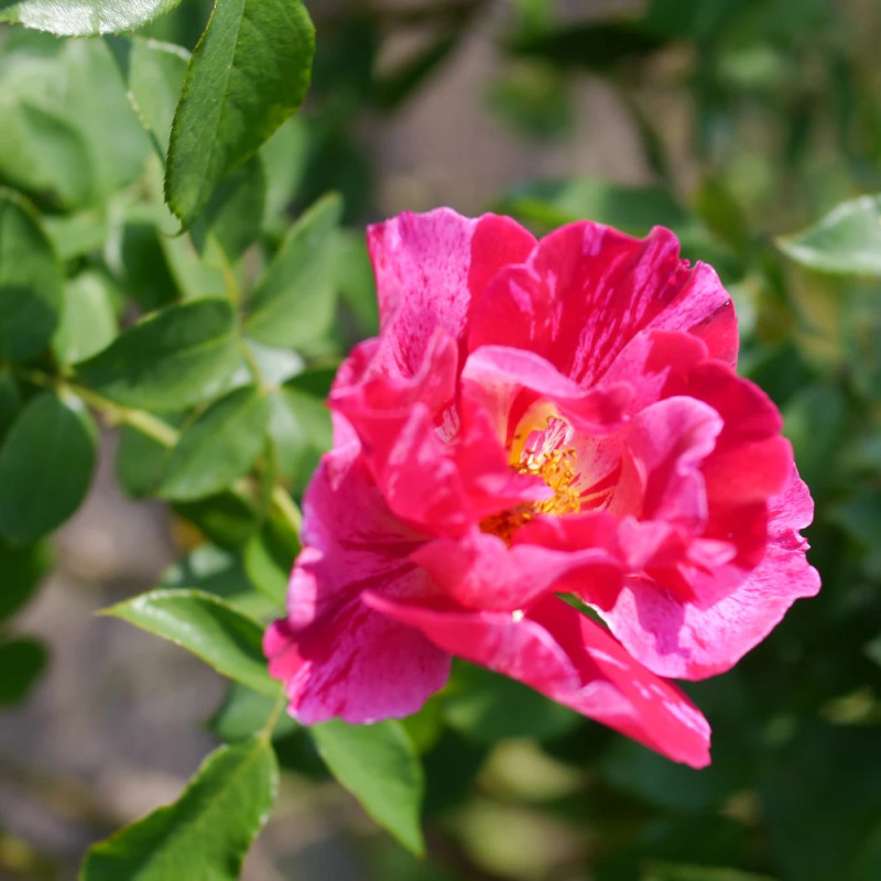 Rosier à fleurs groupées Guy Savoy® 'Delstrimen'