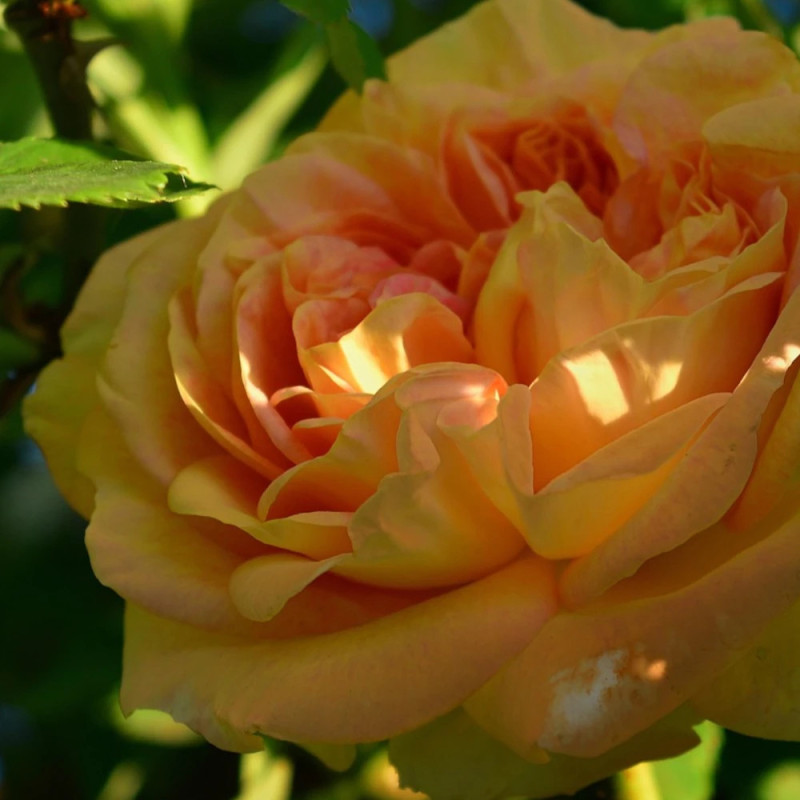 Rosier ancien Henri Delbard® 'Delclaudibi'