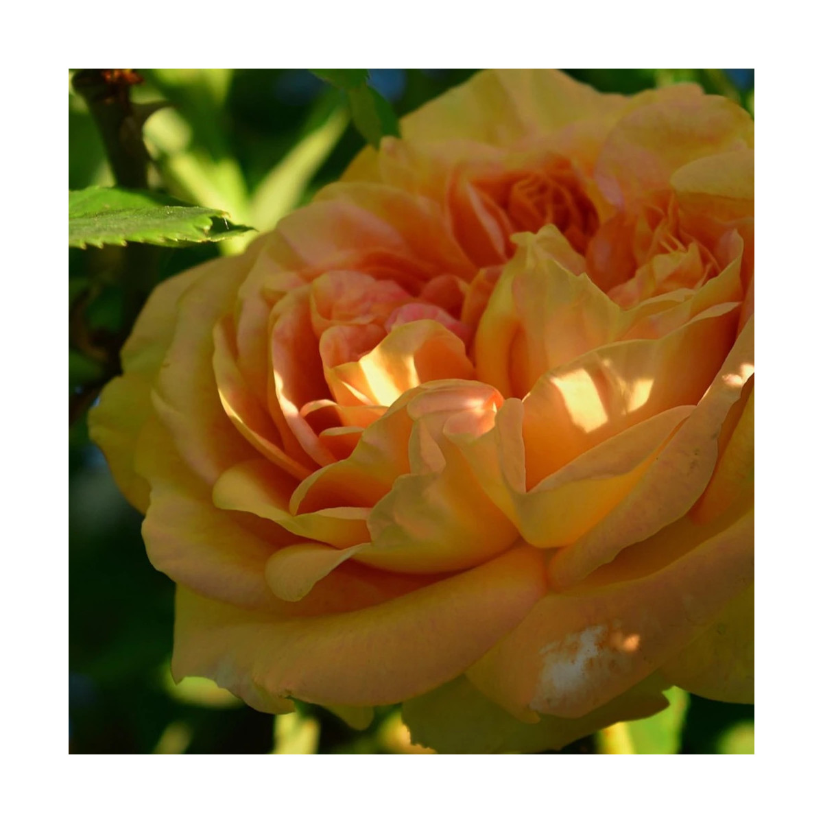 Rosier arbustif Henri Delbard® 'Delclaudibi'