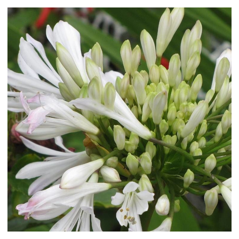 Agapanthe L'amour d'été Blanc®