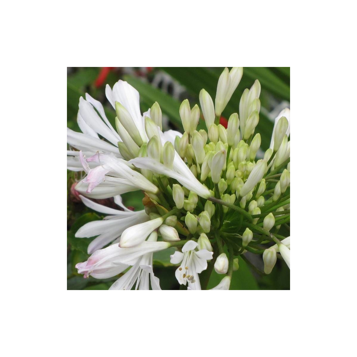 Agapanthe L'amour d'été Blanc®