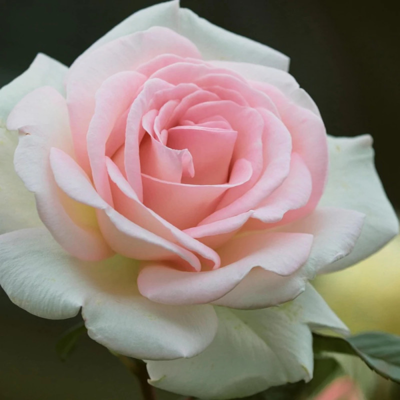 Rosier à grandes fleurs La Belle Ferronnière 'Kormaccap'