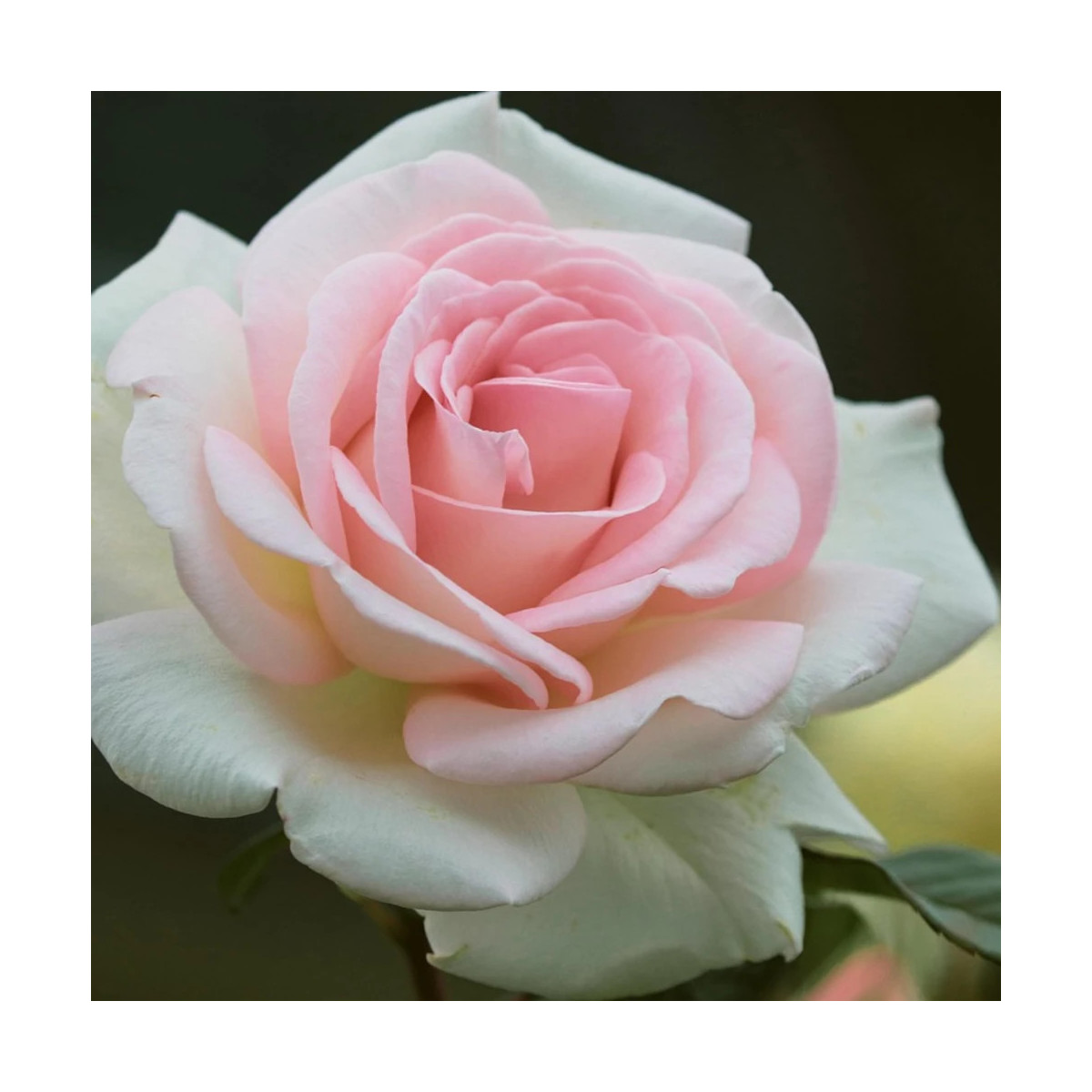 Rosier arbustif La Belle Ferronnière 'Kormaccap'