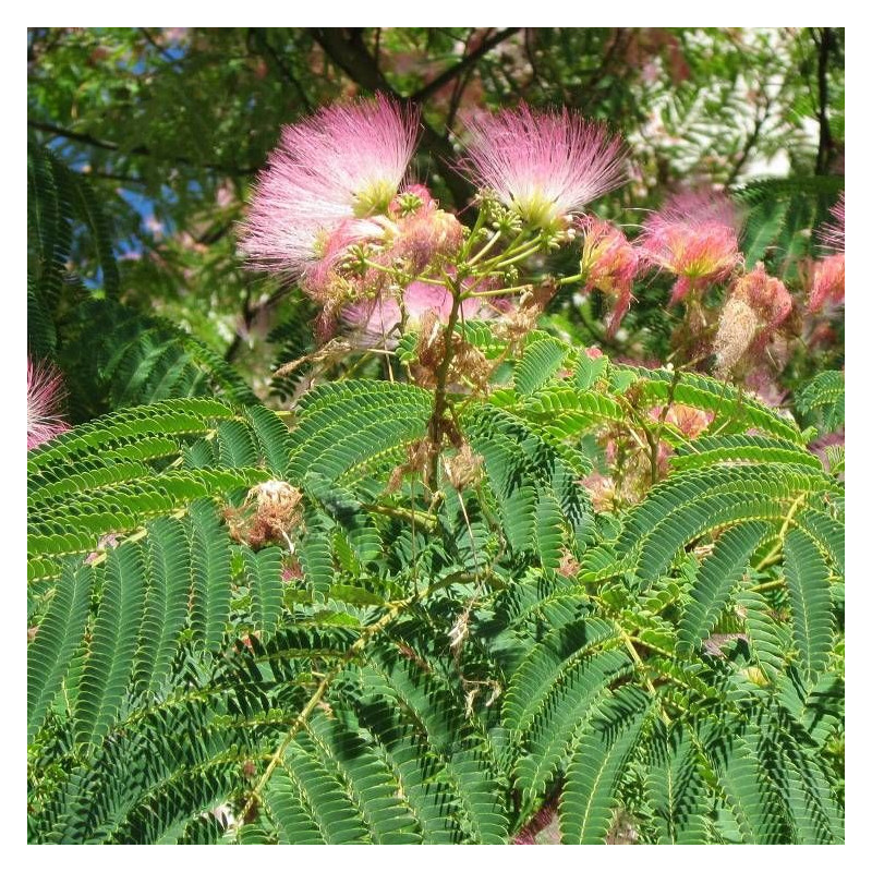 Arbre à soie Ombrella® 'Boulbri', Albizia