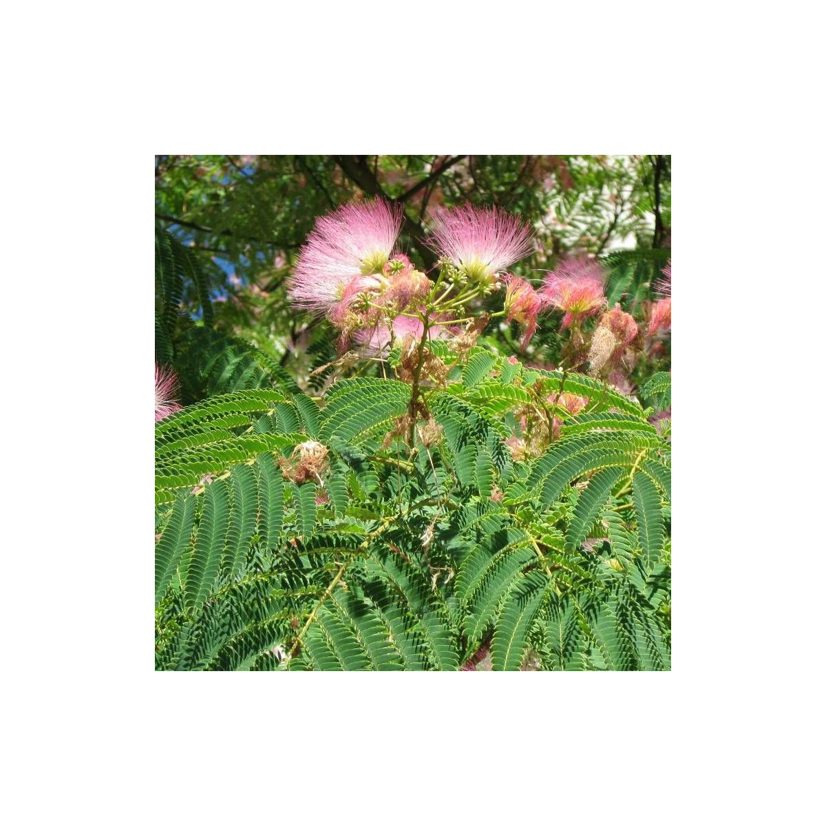 Arbre à soie Ombrella® 'Boulbri', Albizia