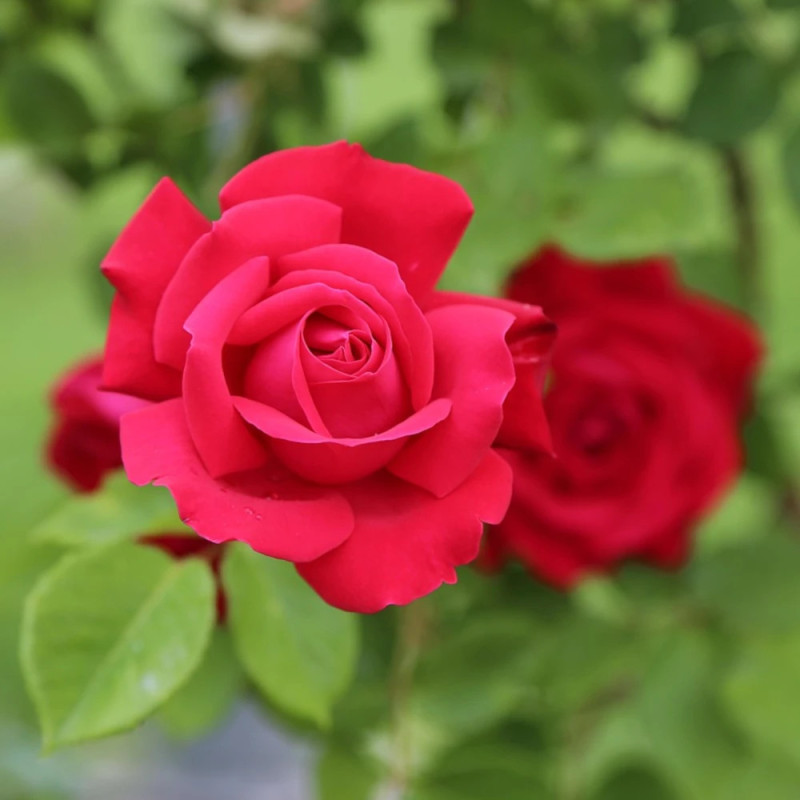 Rosier à grandes fleurs La Marseillaise® 'Delgeot'