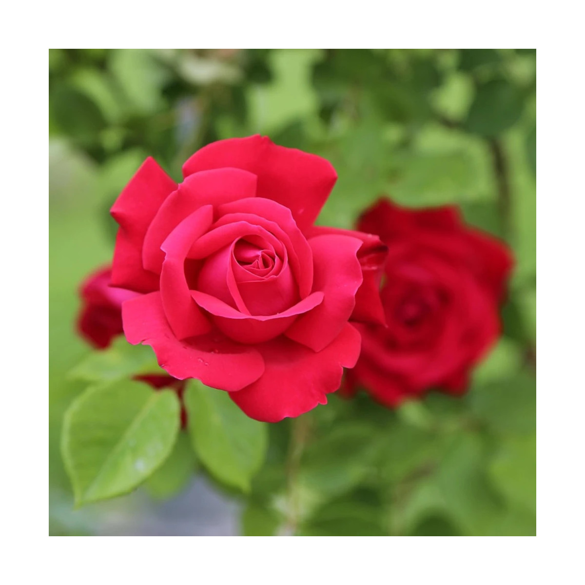 Rosier arbustif La Marseillaise® 'Delgeot'