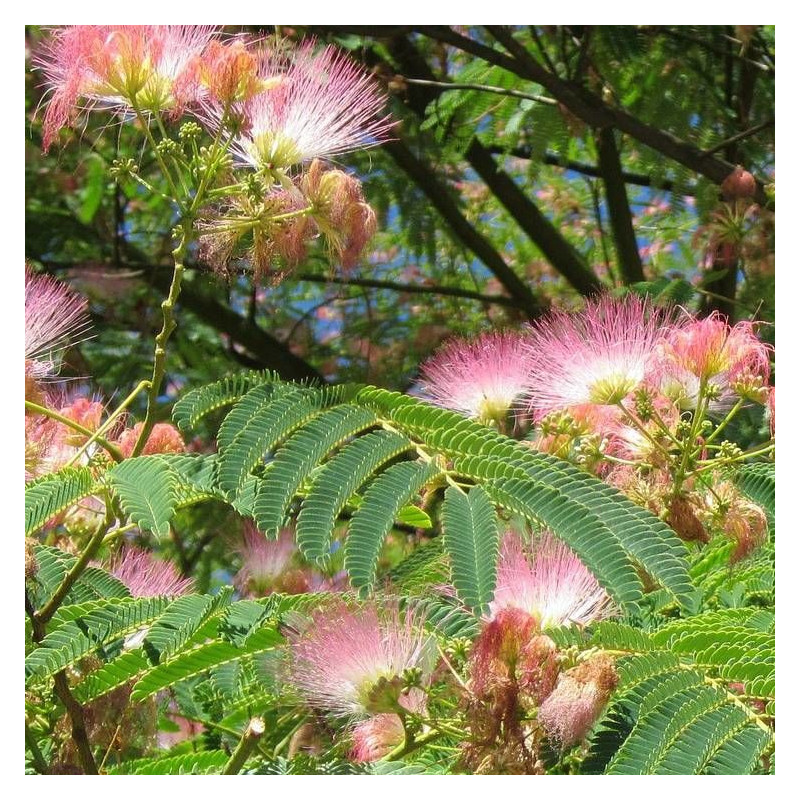 Arbre à soie Ombrella® 'Boulbri', Albizia