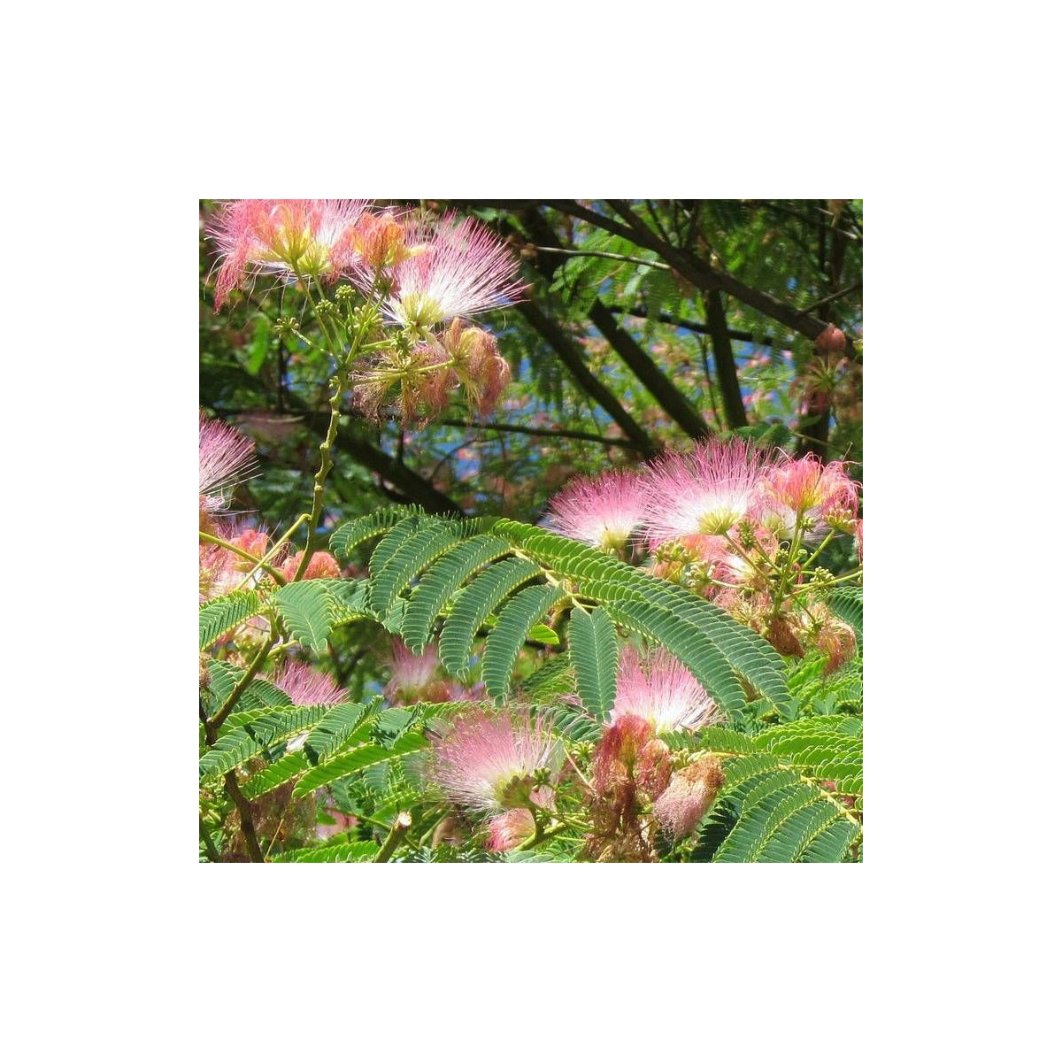 Arbre à soie Ombrella® 'Boulbri', Albizia