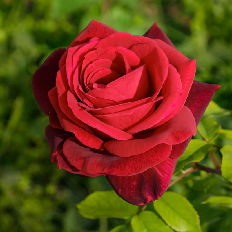 Rosier à grandes fleurs Le Grand Huit® 'Adabaring'