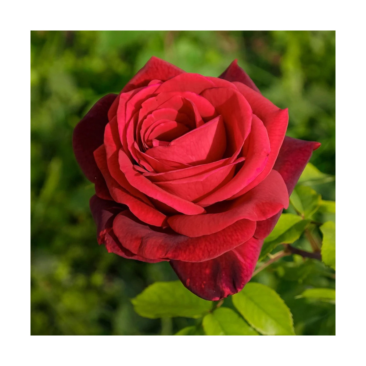 Rosier arbustif Le Grand Huit® 'Adabaring'