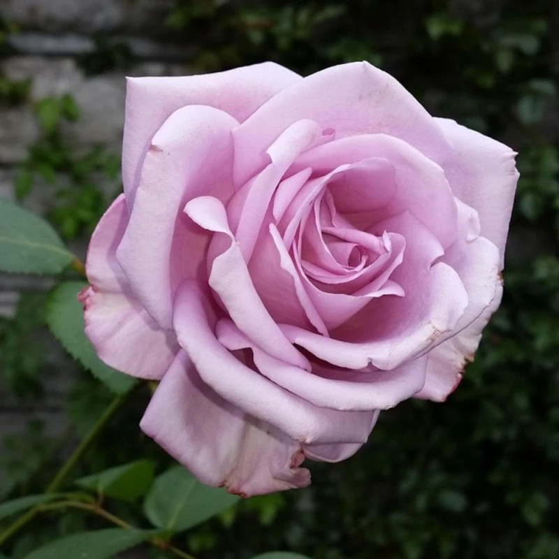 Rosier à grandes fleurs Lugdunum® 'Orafarcom'