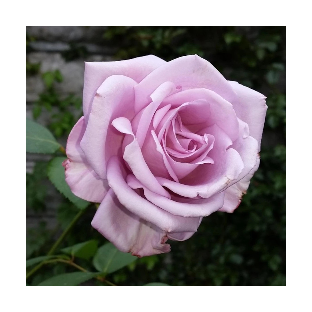 Rosier à grandes fleurs Lugdunum® 'Orafarcom' Rosier à grandes fleurs Lugdunum® 'Orafarcom'
