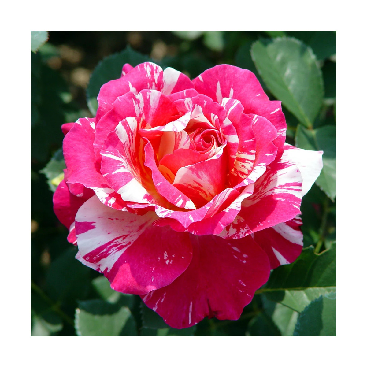 Rosier arbustif Maurice Utrillo® 'Delstavo' Rosier arbustif Maurice Utrillo® 'Delstavo'
