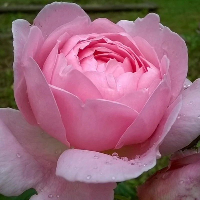 Rosier à fleurs groupées Comtesse Liger-Belair® 'Delbreddab'