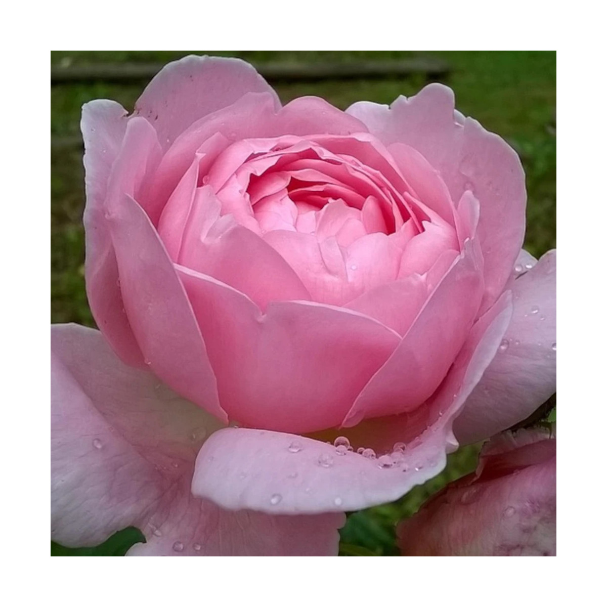 Rosier arbustif Comtesse Liger-Belair® 'Delbreddab'